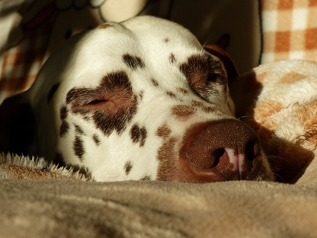 long  haired dalmatian breeder