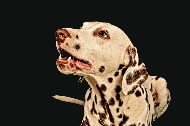 long  haired dalmatian breeder