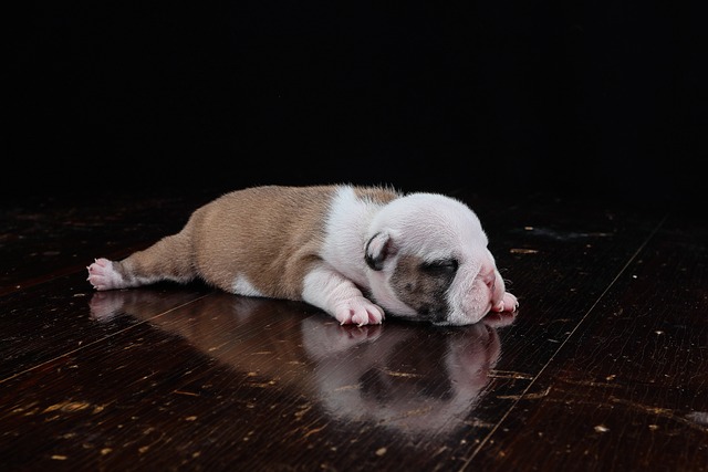 English Pit Bull Weiner Dog: Popular with the British