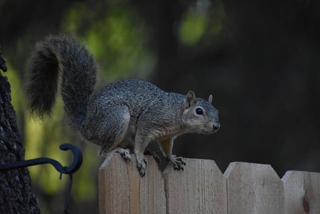 Where do Squirrels Live? Two Steps to Find Squirrels插图14