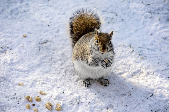 squirrel life expectancy