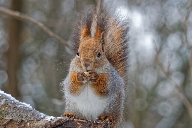 Squirrels Favorite Food: Unbeatable Adorable Snack Foods插图18
