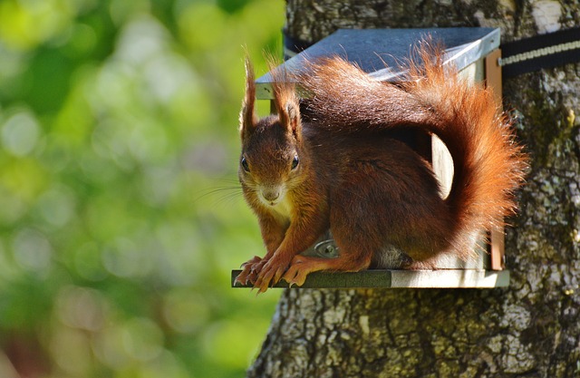 inside a squirrel nest