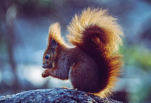 Squirrels Favorite Food: Unbeatable Adorable Snack Foods插图23