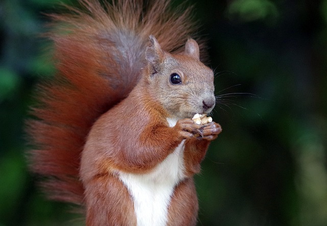 inside a squirrel nest