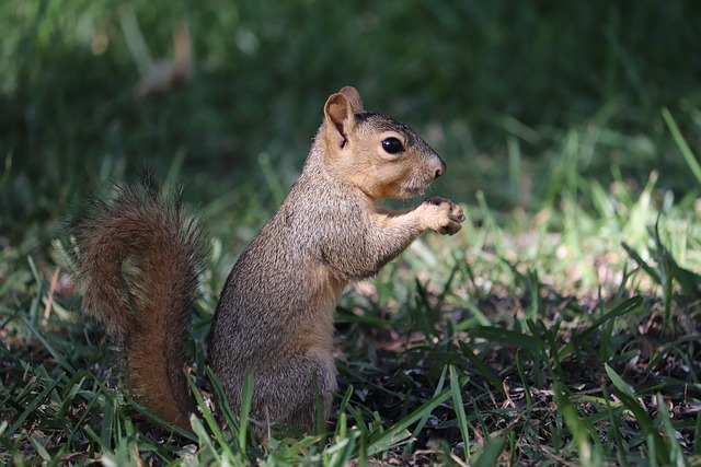 Squirrels Favorite Food: Unbeatable Adorable Snack Foods插图22