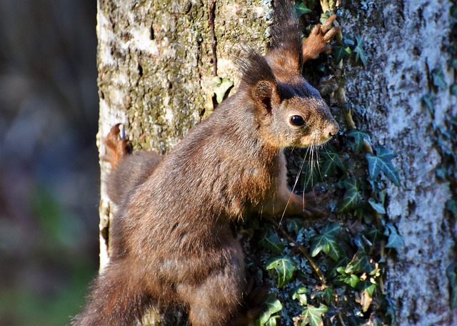 squirrel nest in tree