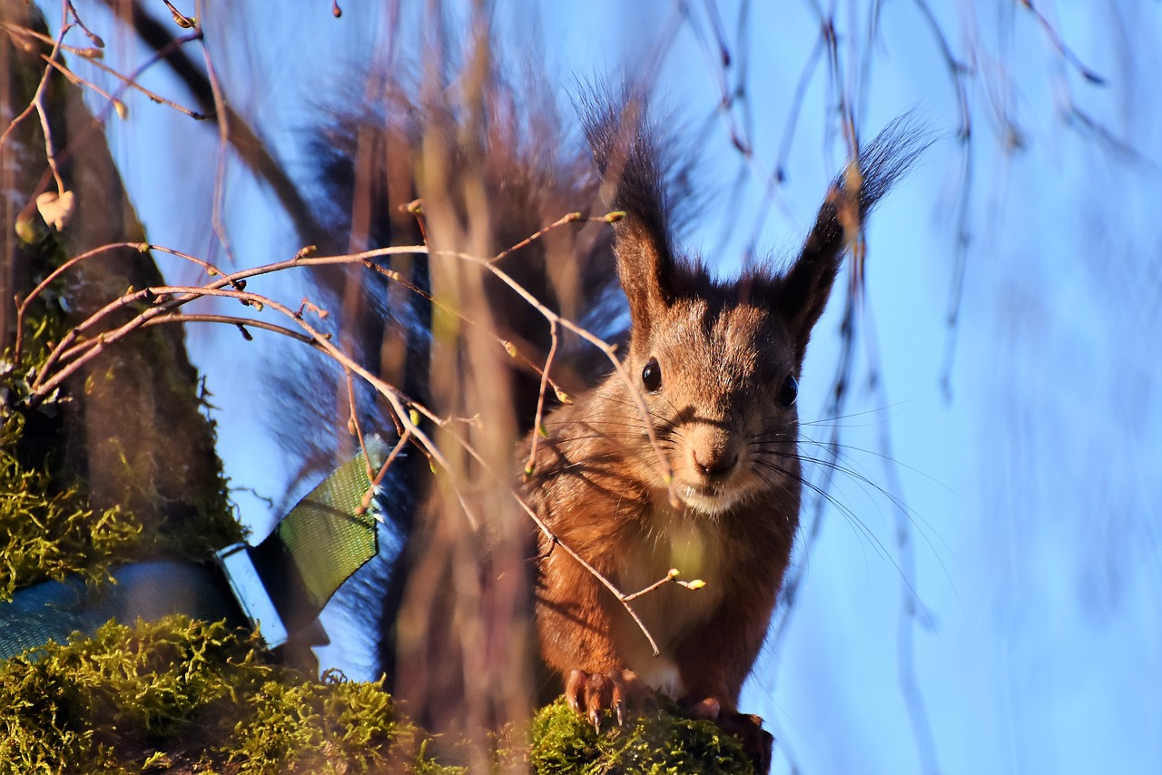 squirrel nest in tree