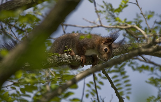 squirrel nest in tree