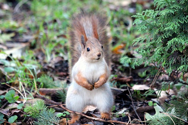 Squirrels Favorite Food: Unbeatable Adorable Snack Foods插图20