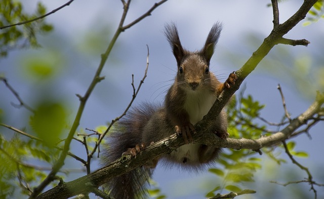 squirrel nest in tree