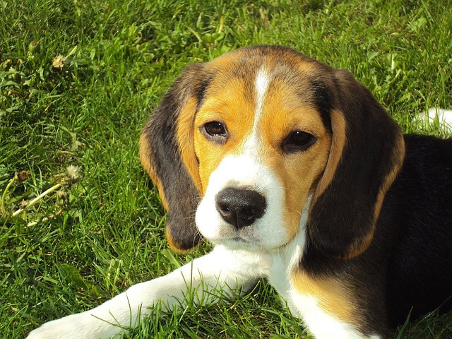Why Is My Dogs Nose Running? Finding the Reasons