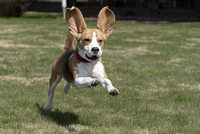 Why Is My Dogs Nose Running? Finding the Reasons