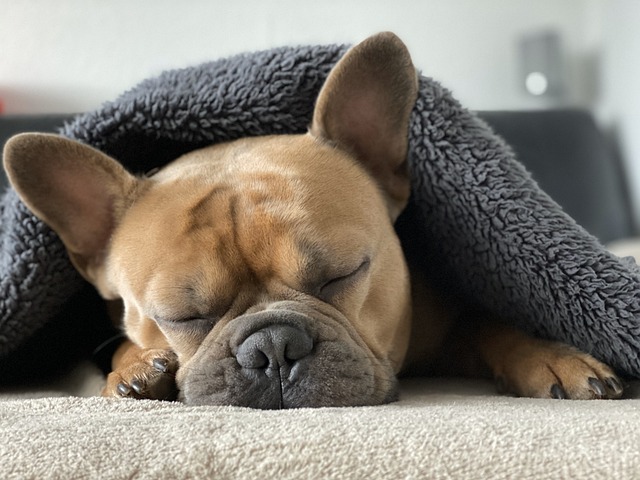 Learn About a Dog a Day - French Pit Bull Weiner Dog