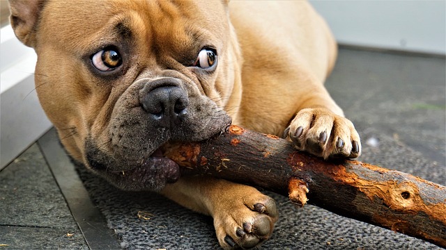 Pug Dog Colours: Common Characteristics of Pugs with Different Coat Colors