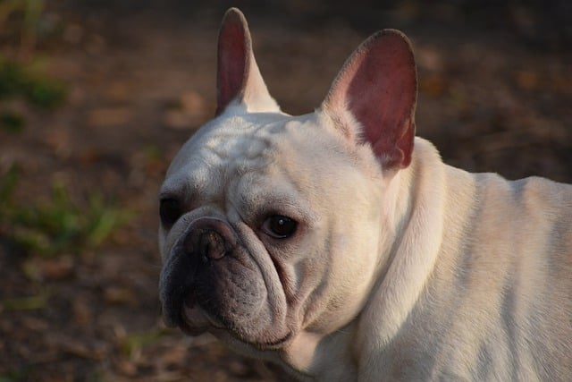 Learn About a Dog a Day - French Pit Bull Weiner Dog
