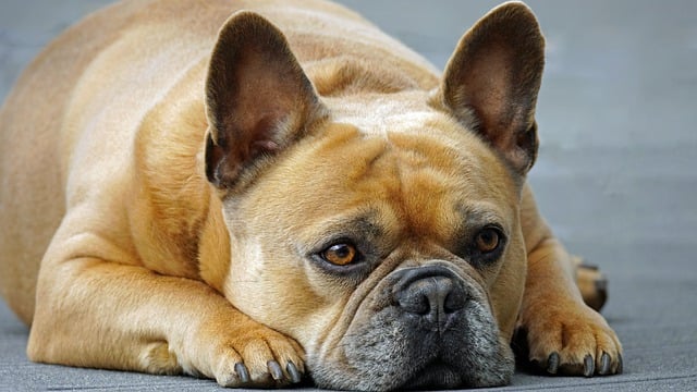 Learn About a Dog a Day - French Pit Bull Weiner Dog