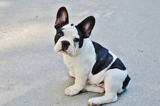 Learn About a Dog a Day - French Pit Bull Weiner Dog