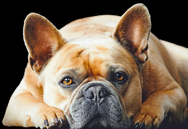 Learn About a Dog a Day - French Pit Bull Weiner Dog