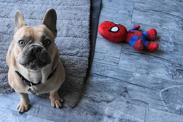 Learn About a Dog a Day - French Pit Bull Weiner Dog