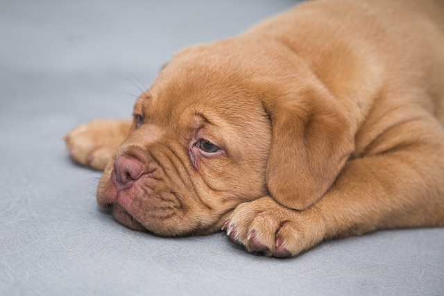 Why Is My Dogs Nose Running? Finding the Reasons