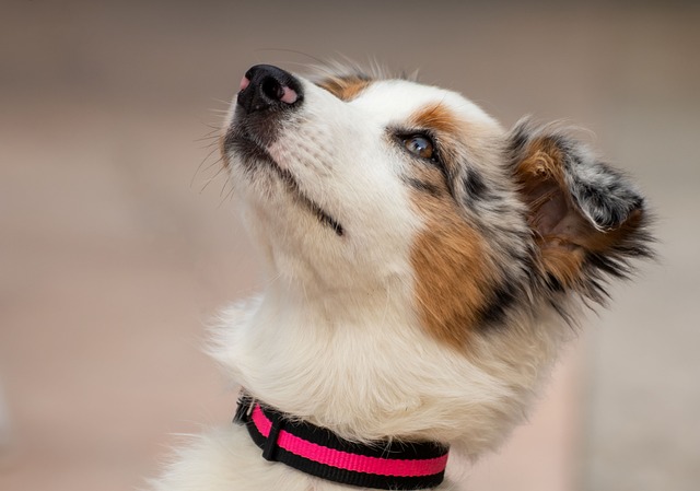 Why Is My Dogs Nose Running? Finding the Reasons