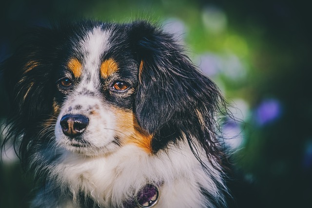 Why Is My Dogs Nose Running? Finding the Reasons