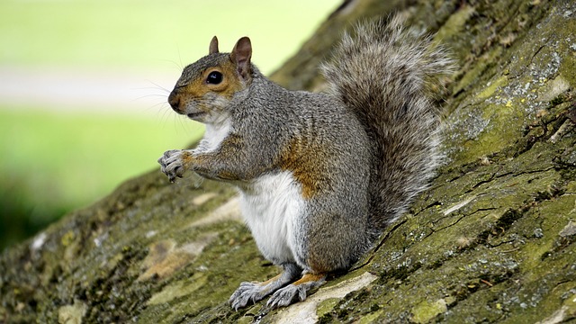 chipmunk and squirrel