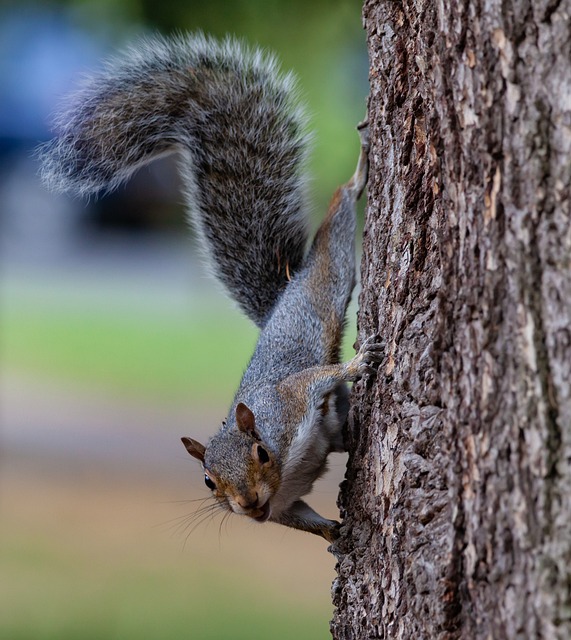 chipmunk and squirrel