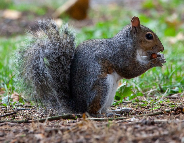 chipmunk and squirrel