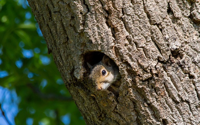 chipmunk and squirrel