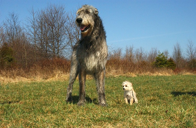 Why Is My Dogs Nose Running? Finding the Reasons