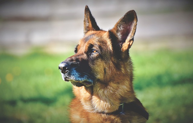 Can Dogs Have Brussel Sprouts