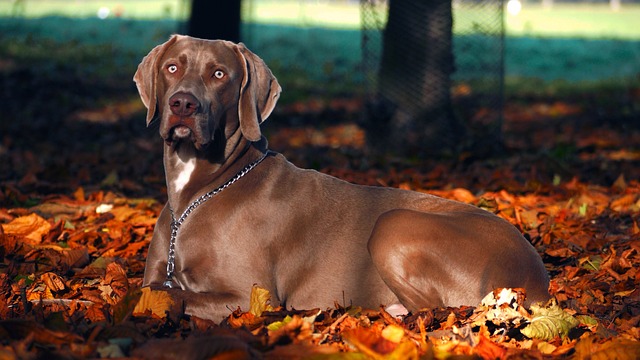 Can Dogs Have Brussel Sprouts