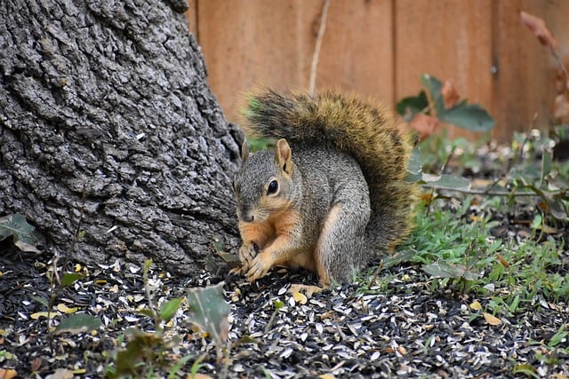 squirrel life span