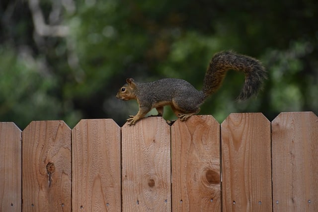 squirrel life span