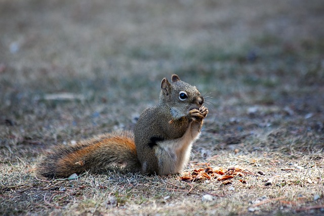 Squirrels Favorite Food: Unbeatable Adorable Snack Foods插图12