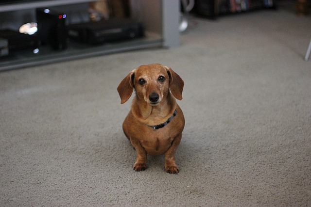 cream long haired dachshund