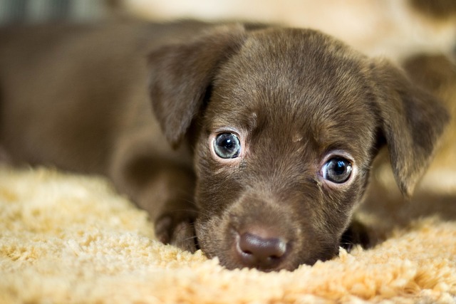 Is Lavender Safe for Dogs? Lavender Essential Oil