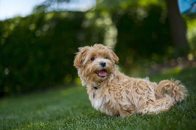 Why Does My Dog Lick My Face? Dog Behavior Actions