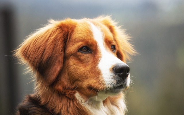 Why Does My Dog Lick My Face? Dog Behavior Actions
