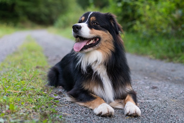 Why Does My Dog Lick My Face? Dog Behavior Actions