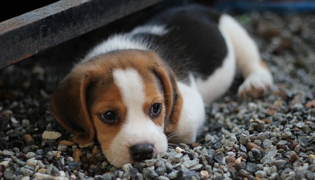 Is Lavender Safe for Dogs? Lavender Essential Oil