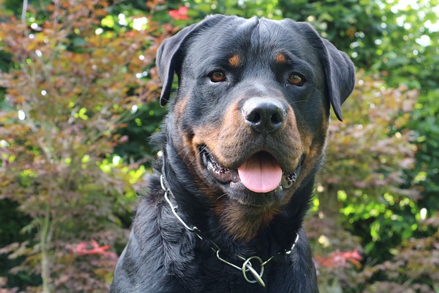 Learn About a Dog a Day - The Worlds Biggest Rottweiler