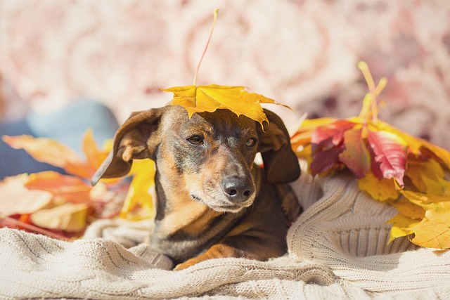Cream long haired dachshund: Intelligent and Smart Family Companion