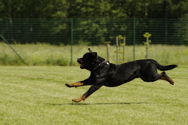 worlds biggest rottweiler
