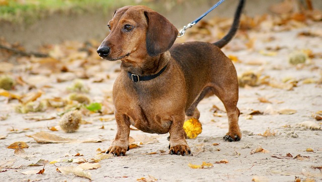 Cream long haired dachshund: Intelligent and Smart Family Companion