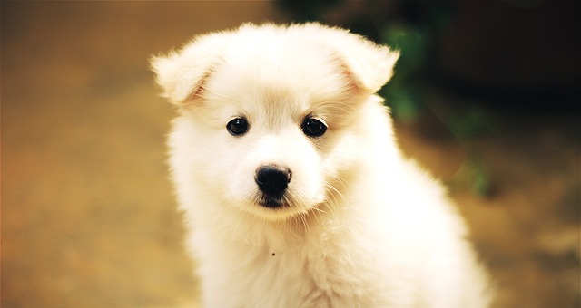 Why Does My Dog Lick My Face? Dog Behavior Actions