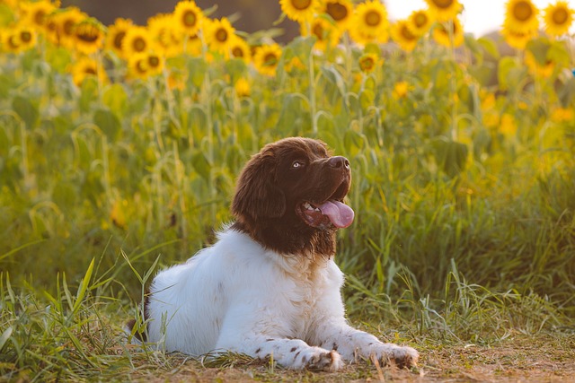 Why Does My Dog Lick My Face? Dog Behavior Actions