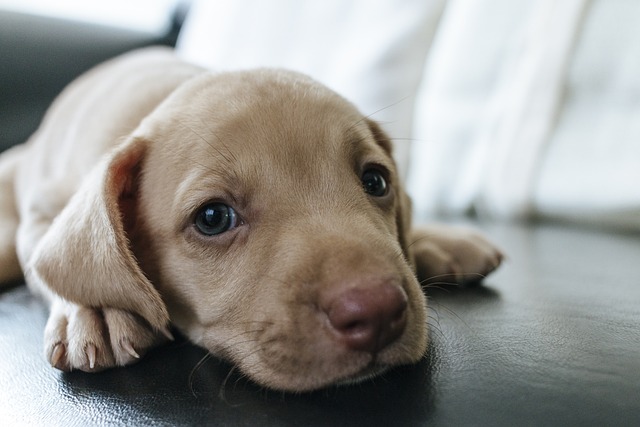 Why Does My Dog Lick My Face? Dog Behavior Actions
